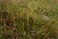 Lycopodium clavatum